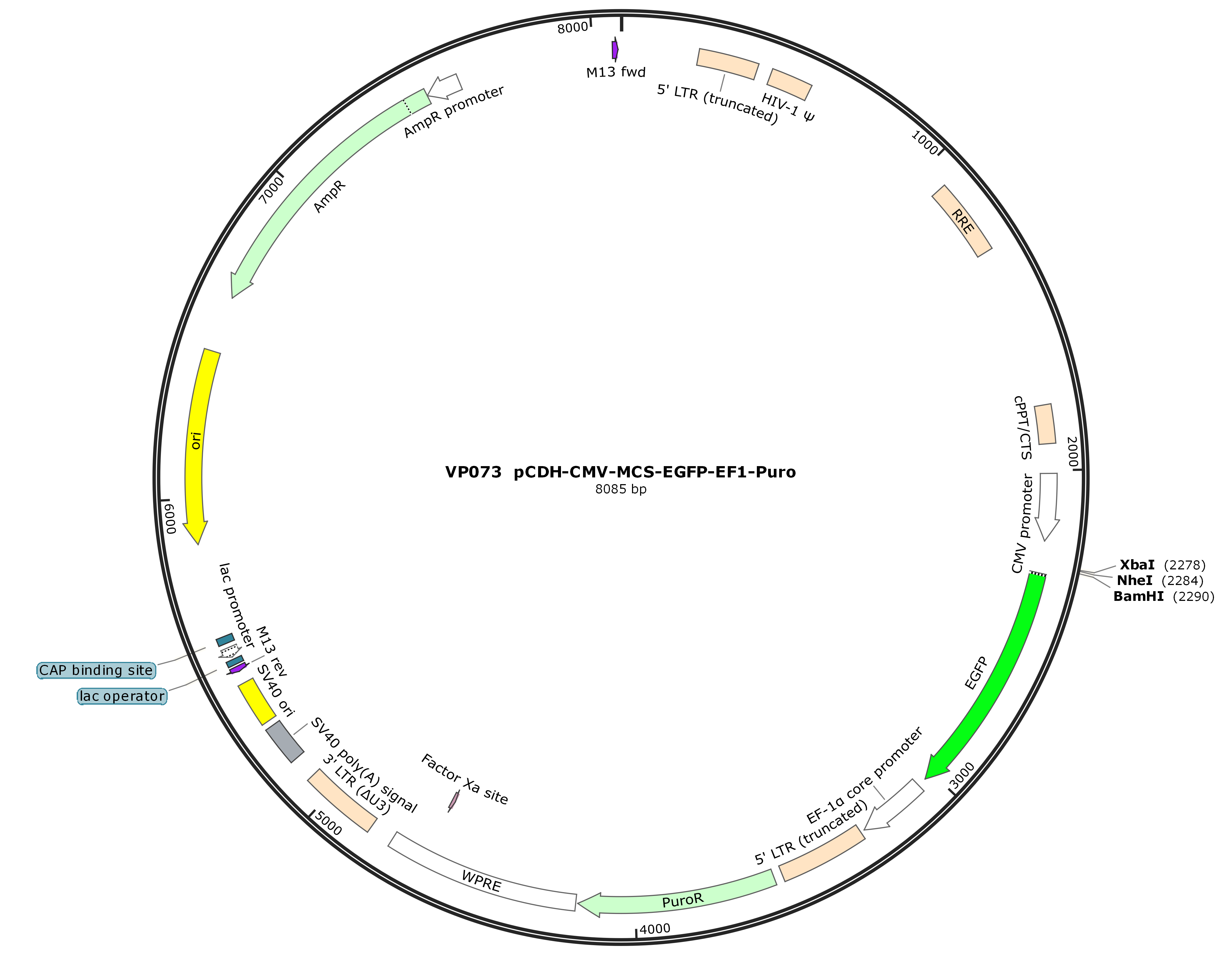pCDH-CMV-MCS-EGFP-EF1-Puro
